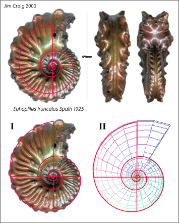 Fig. 21. Ammonite Euhoplites truncatus Spath 1925