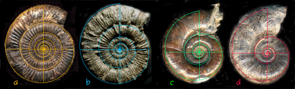 Figure 1c. Ammonites and Fig. 1c. Ammonites and the Pheidian Planorbiae I