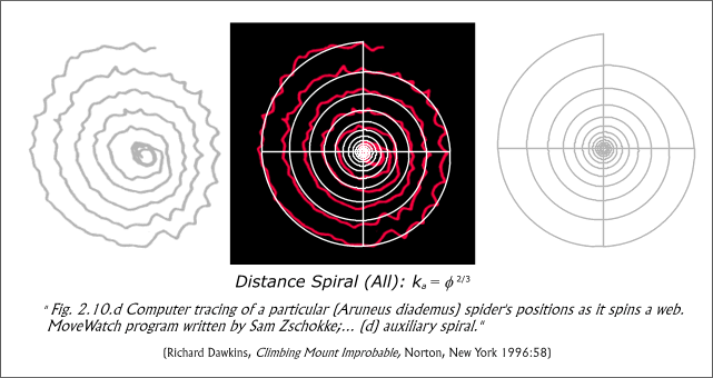 Fig. 22b. Web of Aruneus diademus and the single spiral k = Phi to the two-thirds power