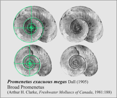 Fig. 11. Broad Promenetus Ramshorn snails