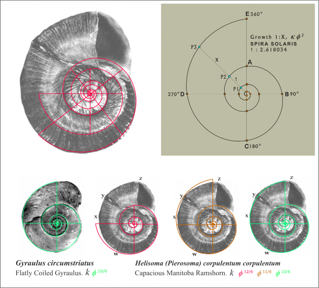 Fig. 13. Capacious Manitoba Ramshorn snail I