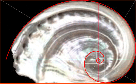 Fig. 16.  The Golden Rectangle and Haliotis Parva