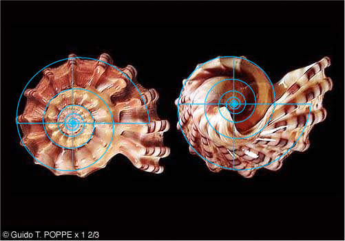 Fig. 7. Harpa goodwini (Top and underside)