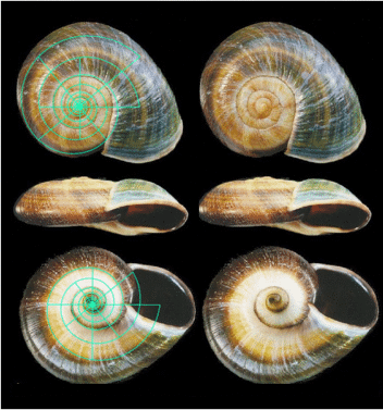 Fig. 8. Hay's Flat-whorled Snail