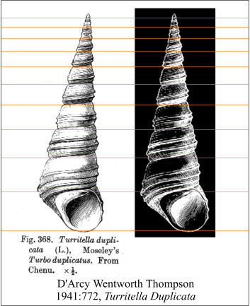 Fig. 22.  Canon Mosely's Turritella Duplicata