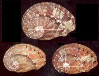 Fig. 17a. Haliotis Parva (topview) with the Double Spiral