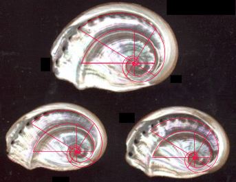 Fig. 17b. The Underside of Haliotis Parva with the Double Spiral