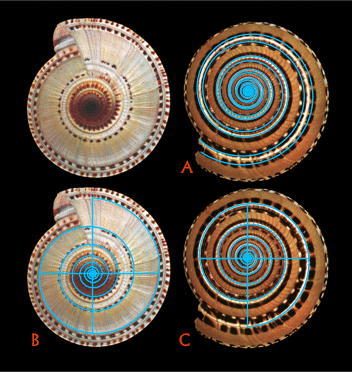 Fig.5 Architectonica perspectiva