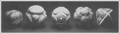 Fig. 3b. All Five Platonic Solids.